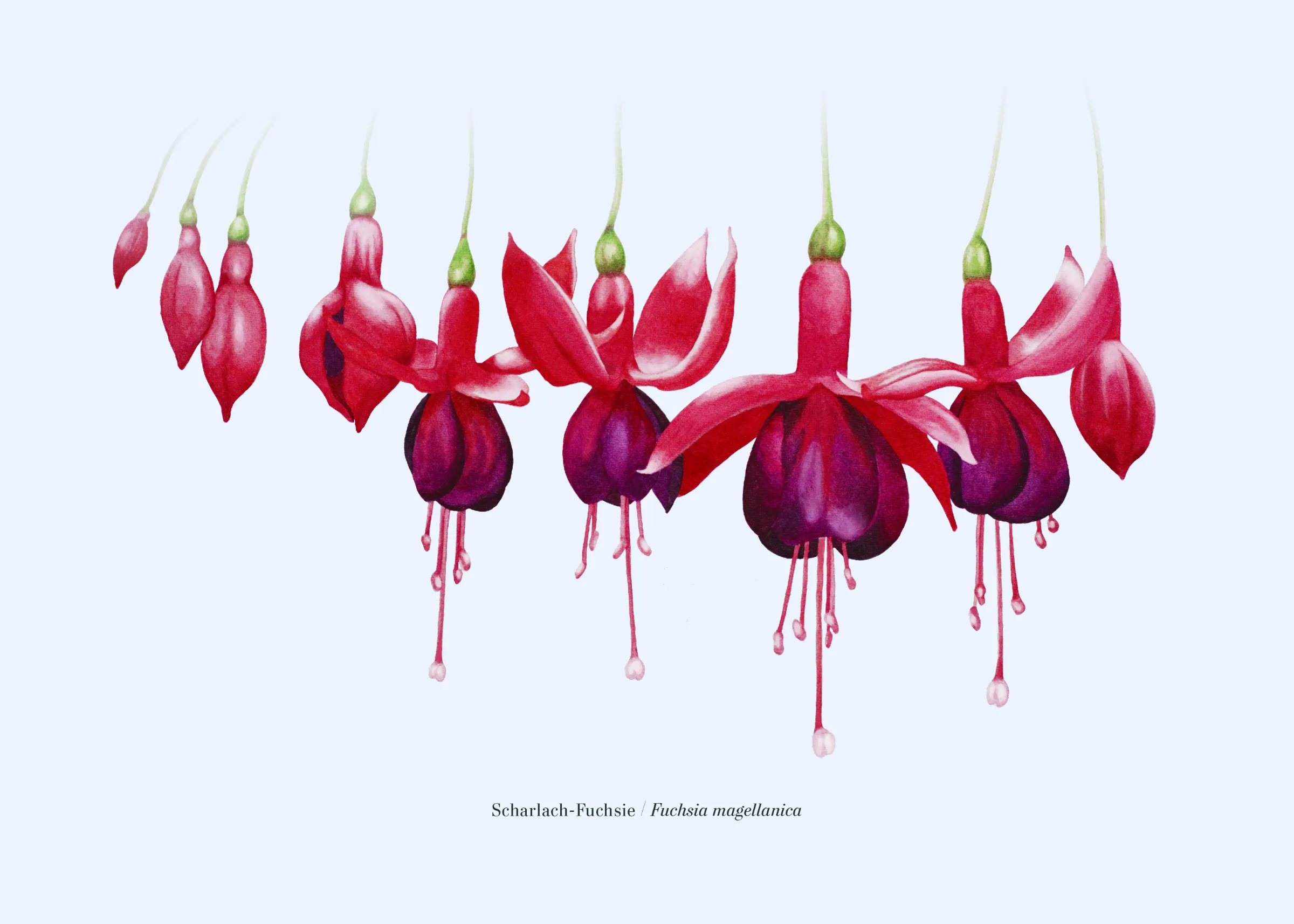 Frances Camen