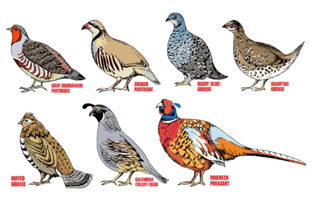 Birds illustration 
