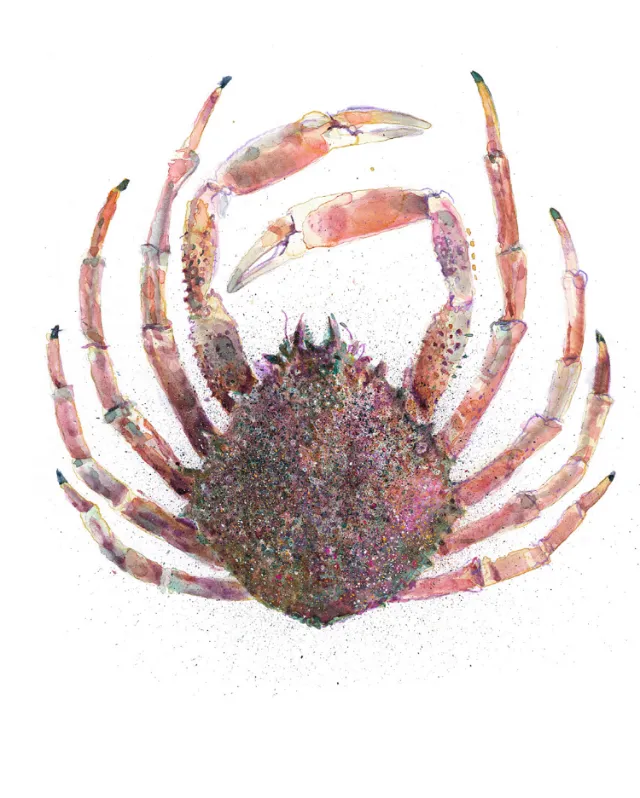 Graphic design of Chesapeake blue crab