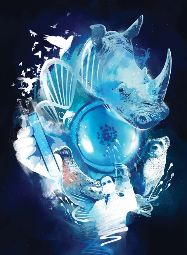 White rhino species - Wildlife illustration