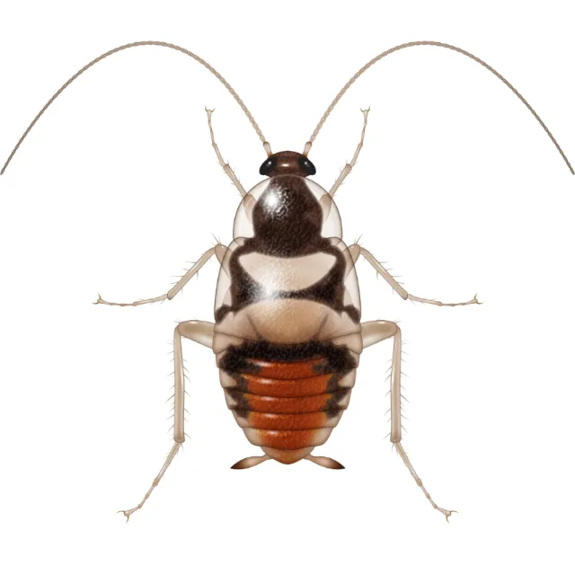 Illustration of young cockroach
