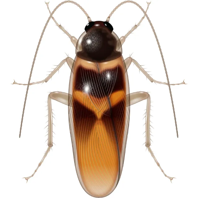 Illustration of Adult cockroach