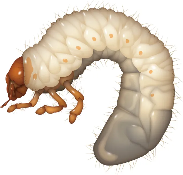 Illustration of White Grub