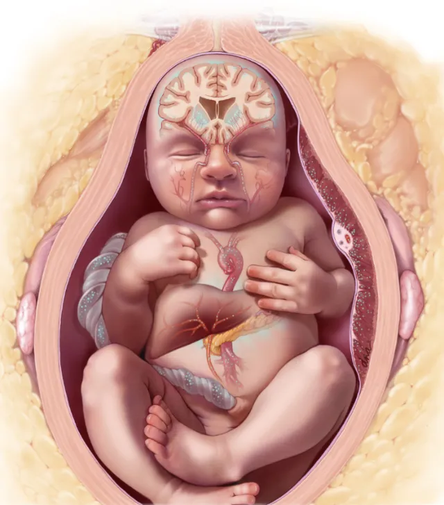Fetal Neurological Development with Maternal Obesity