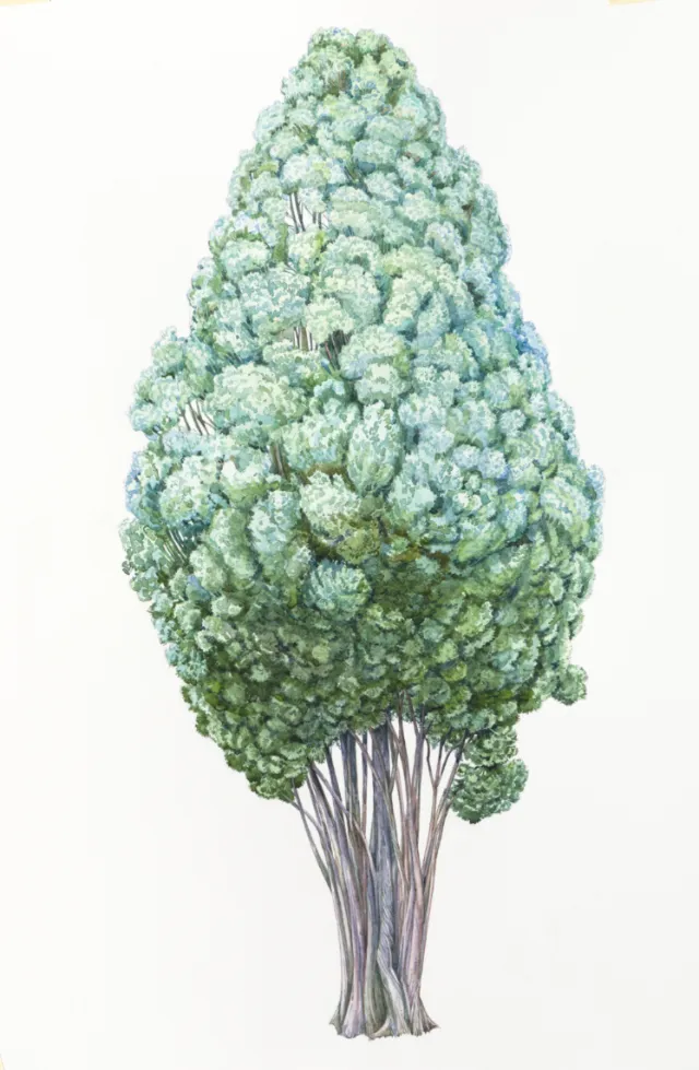 Watercolor art of Cypress tree