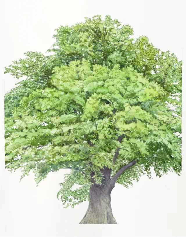 Watercolor art of Quercus Robur