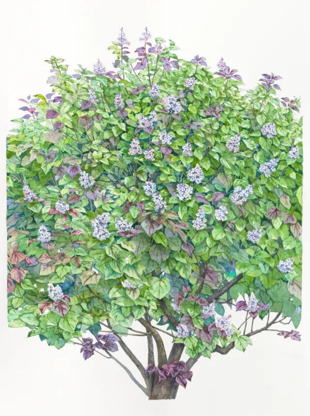 Catalpa tree Water color art