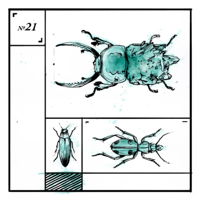 infographic loose illustration of bug