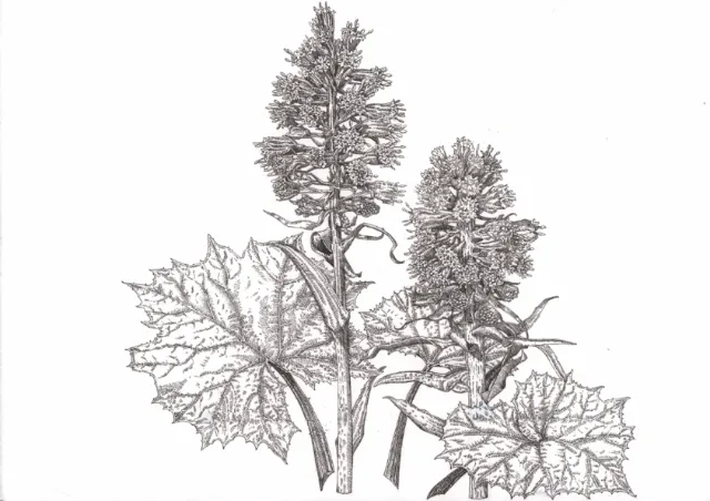 Watercolor art of Butterbur