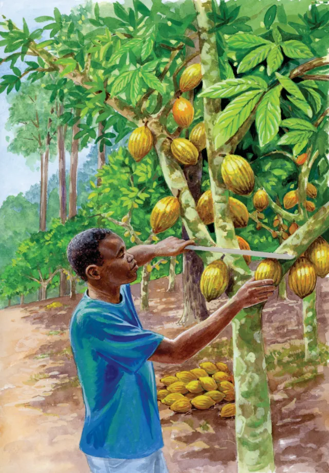 Editorial illustration of the cacao plant