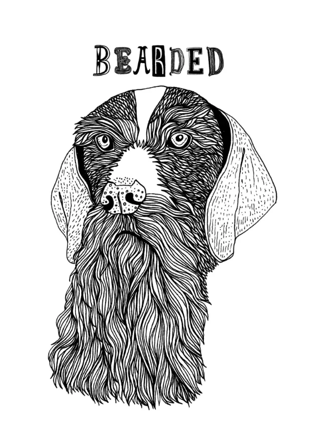 Animal bearded dog