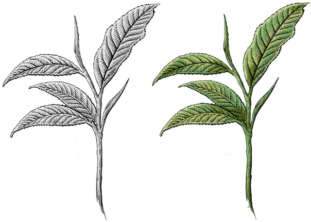 Botanical Colorful leaves