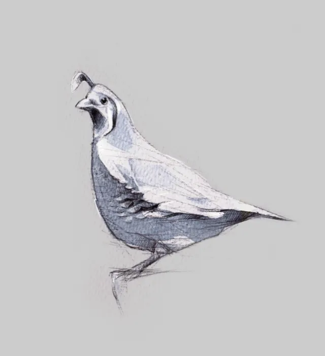 Detailed pencil sketch of a quail bird by Timo Müller