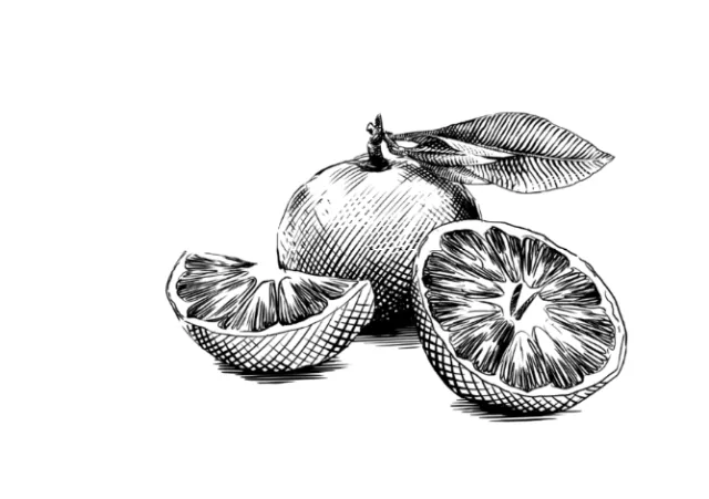 Black and white ink drawing of citrus fruit and slices by Timo Müller