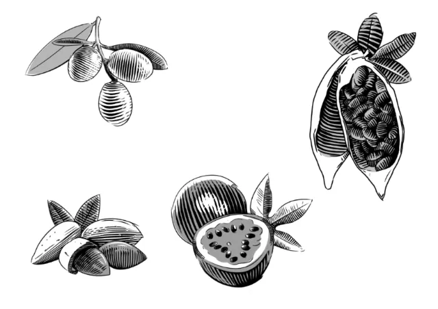 Black and white botanical fruit illustrations by Timo Müller