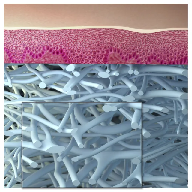 Medical illustration of dermatology nerves
