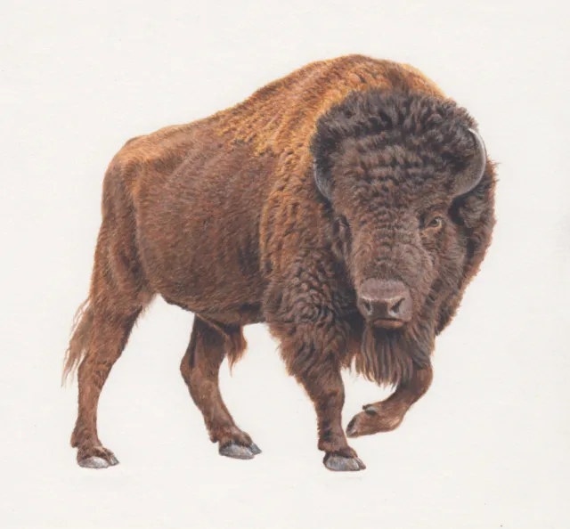 A wildlife illustrator created a Bison illustration