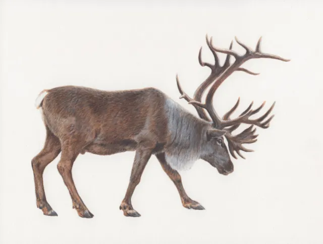 Andrew Hutchinson's photorealistic Caribou illustration