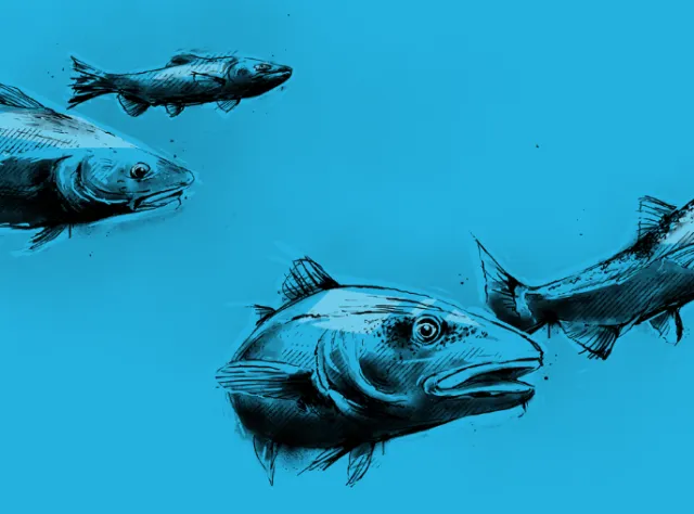 Black ink sketch of fish swimming on blue background by Lukas Bischoff