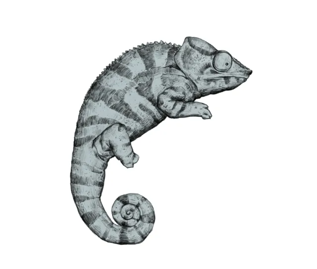 animal illustration of lizard