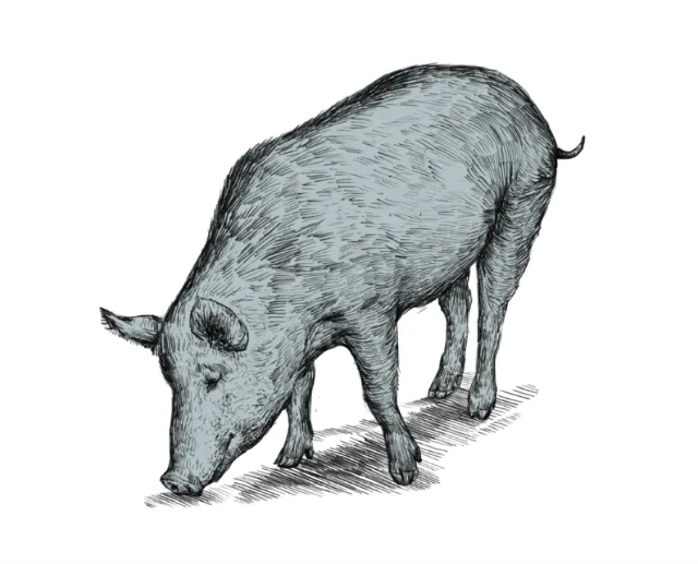 animal illustration of pig