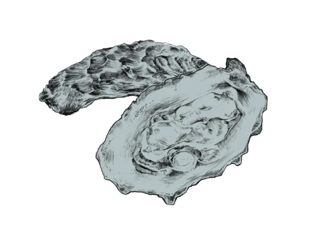 Detailed drawing of an oyster shell by Lukas Bischoff