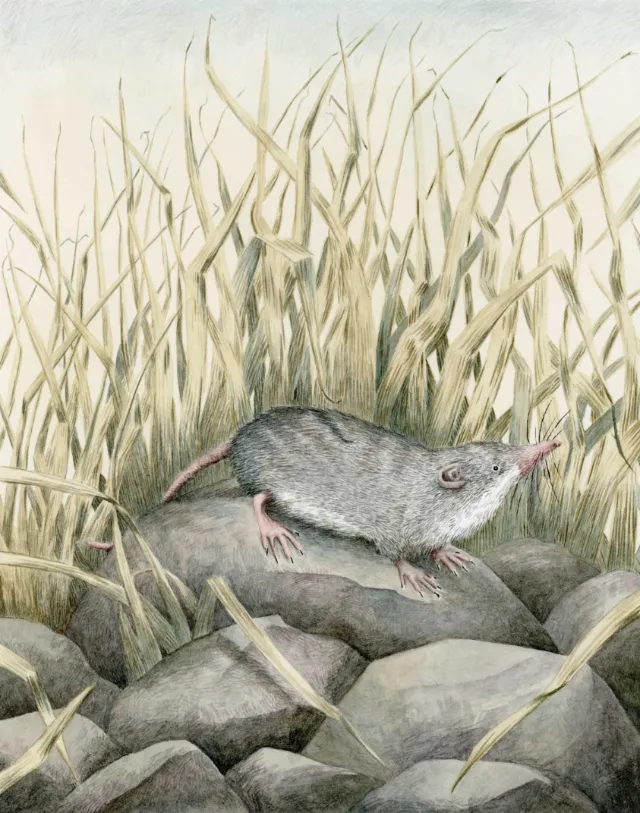 Shrew on rocks for L.S