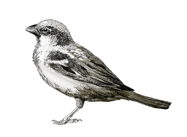 Black and white art of crow