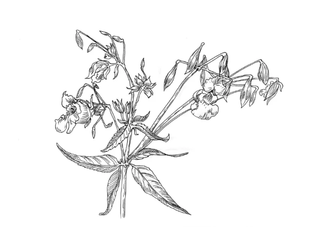 Herb plant hand painting