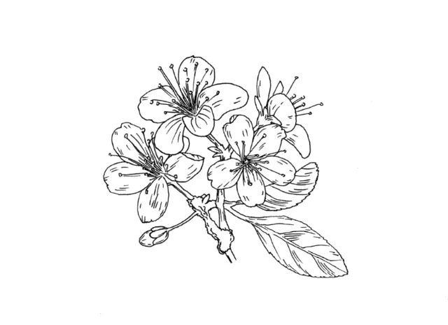 Honeysuckle flowers illustration