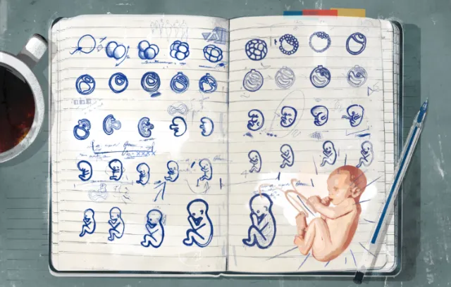 Child growing graphic design 