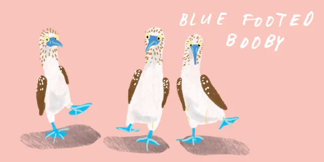 Animals Blue Footed Booby