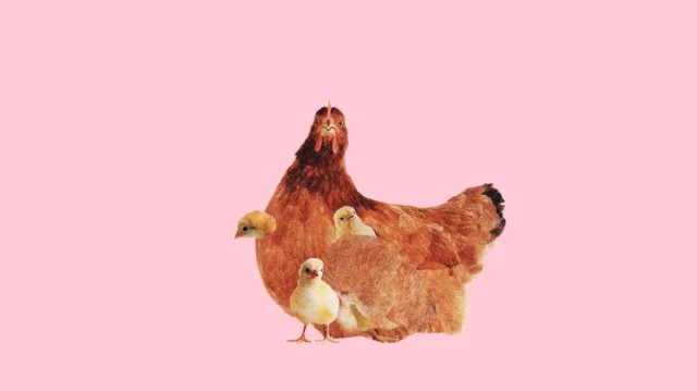 Animation of rooster