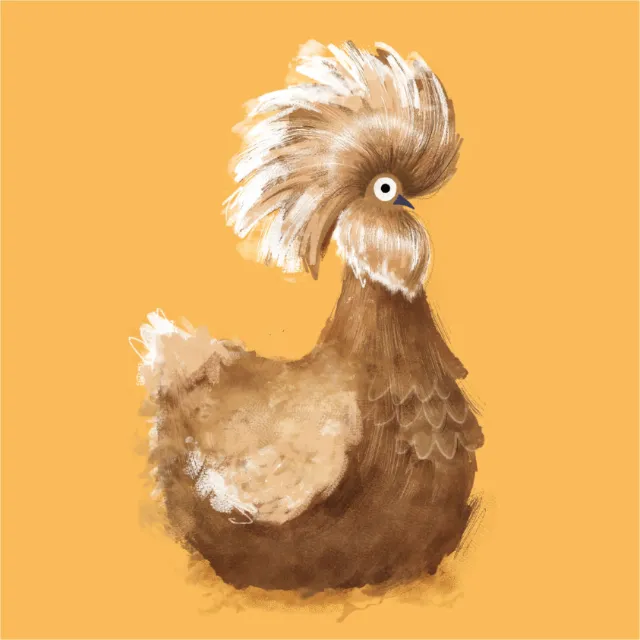 Animals Golden polish chicken
