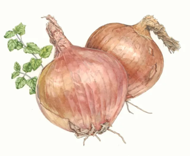 Onions watercolor painting