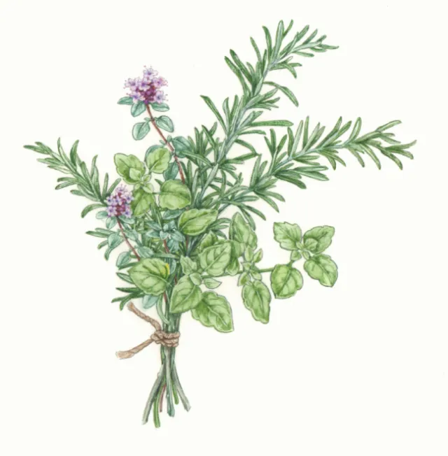 Food illustration of Herb Vegetable