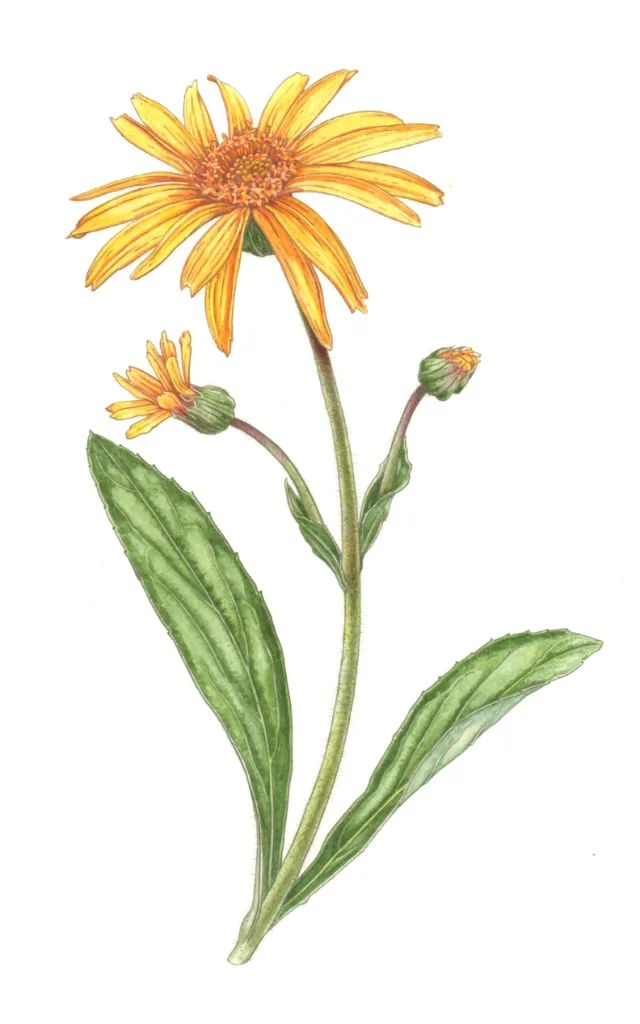 Nature illustration of arnica plants