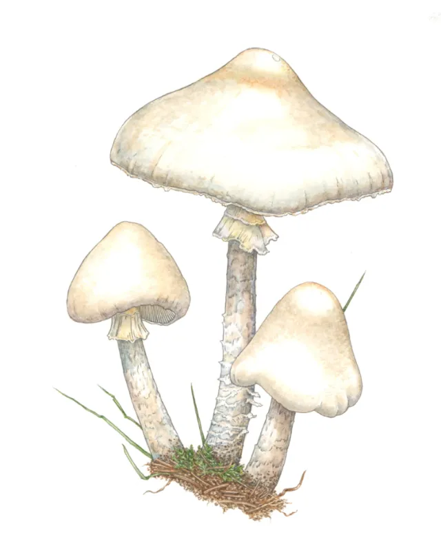 Destroying Angel toadstool illustration
