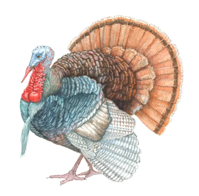 Turkey Gravy animal illustration