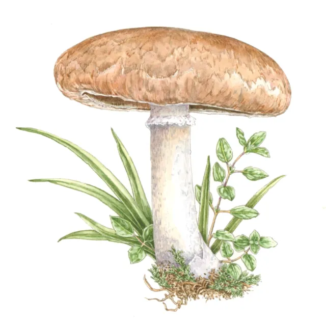 Mushroom Gravy watercolor painting
