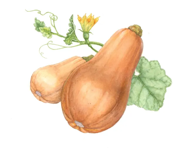 Watercolor illustration of botanical & nature