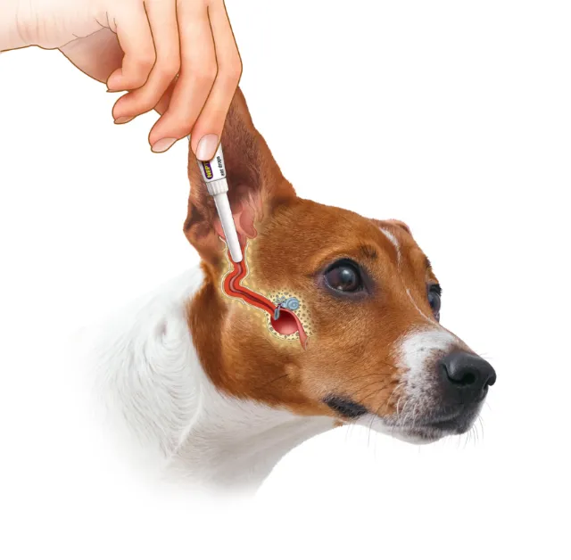 Medical ear medication for dog