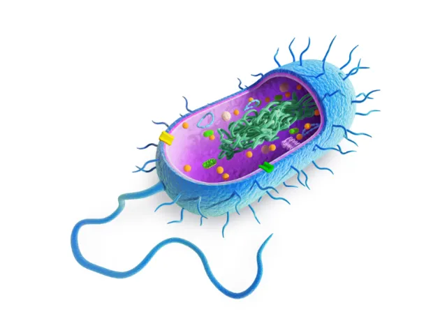 Medical cutaway bacterial cell