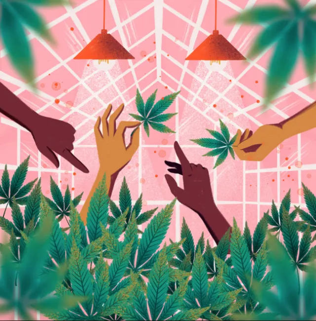 Watercolor painting of cannabis plants 
