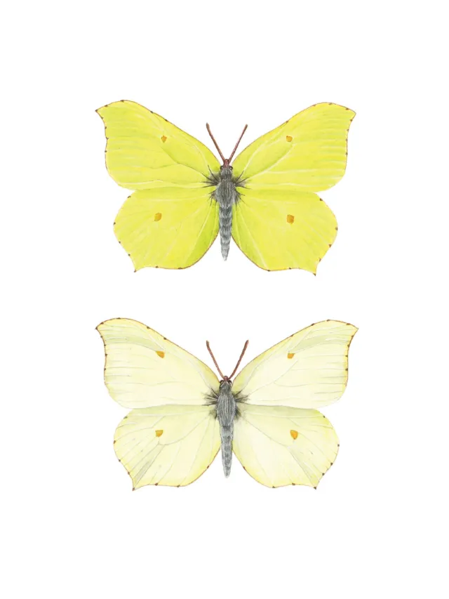 Naturalistic art of Brimstone Butterfly, Dimorphism