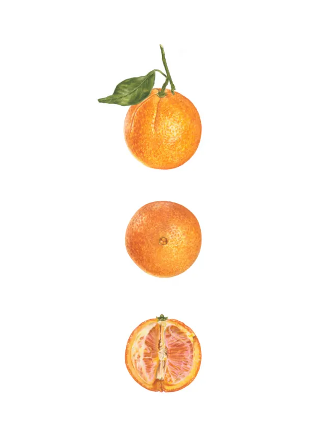 An oil painting of a Washington Navel Orange