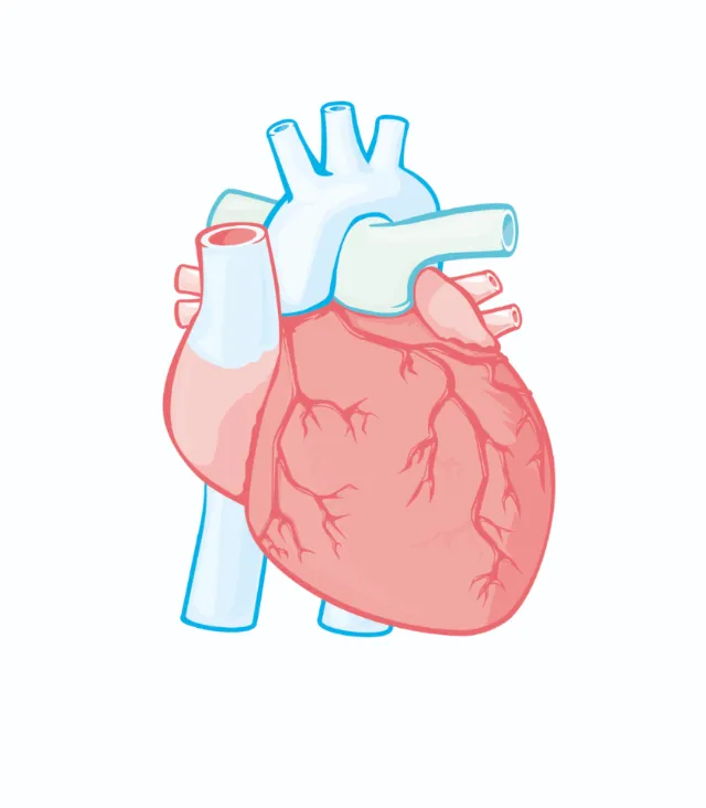 Digital illustration of a human heart with arteries and veins by Tobias Wandres