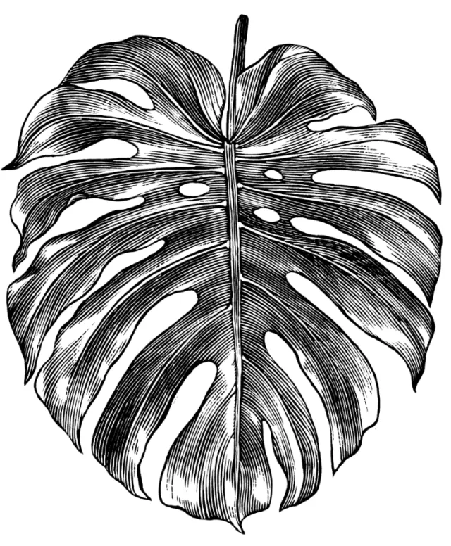 Black and white Monstera leaf illustration by Caroline Church