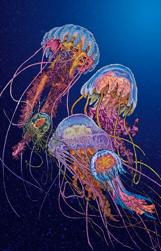 Jellyfish limited edition posters for University of the Balearic Islands