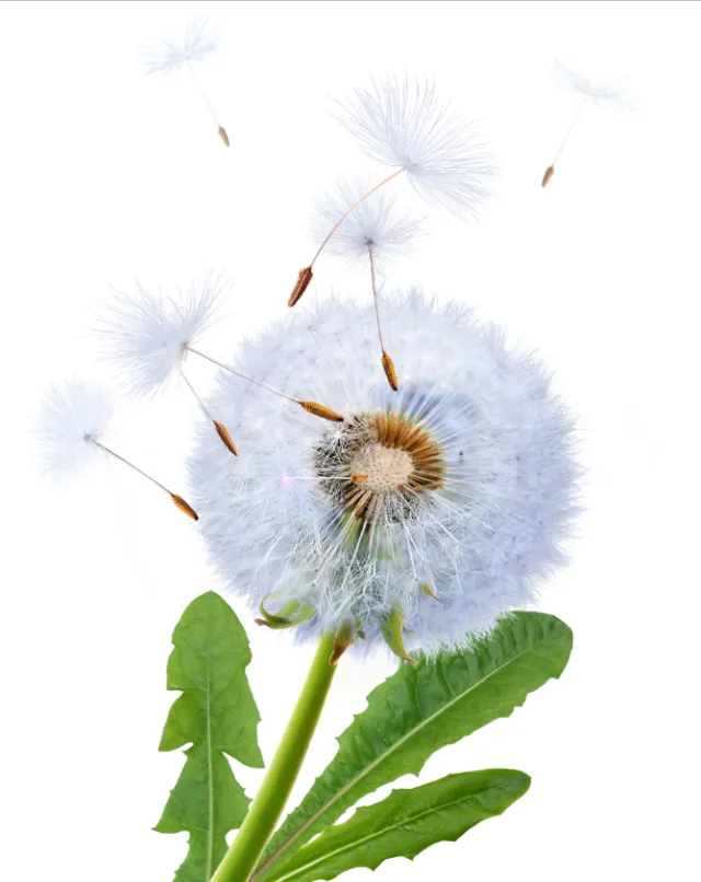 Dandelion flower with seeds blowing away by artist CUBE